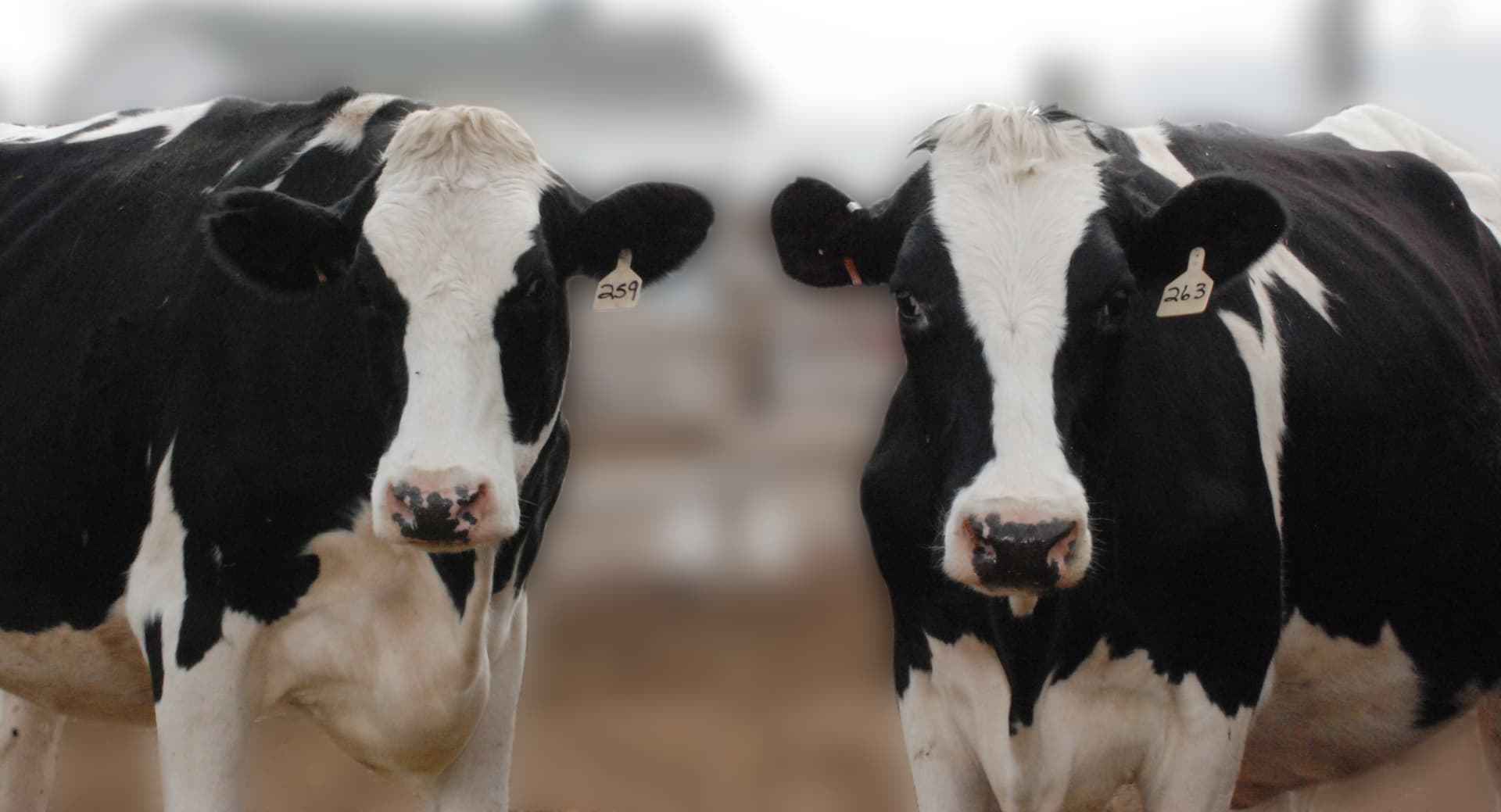 Two Reed's Dairy cows standing in the Idaho pasture