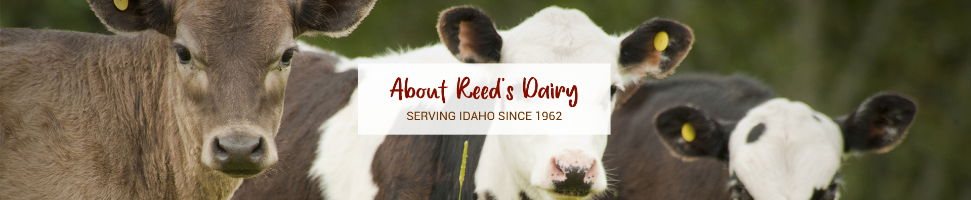 About Reed's Dairy